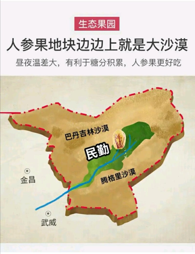 甘肃民勤人参果，品质响誉全国，专业种植，专业代办销售