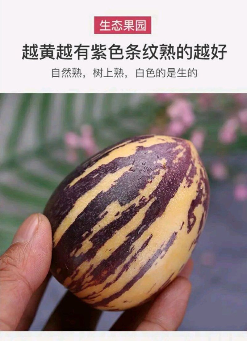 甘肃民勤人参果，品质响誉全国，专业种植，专业代办销售