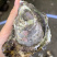 牡蛎人工养殖鲜活牡蛎，当天上货当天出