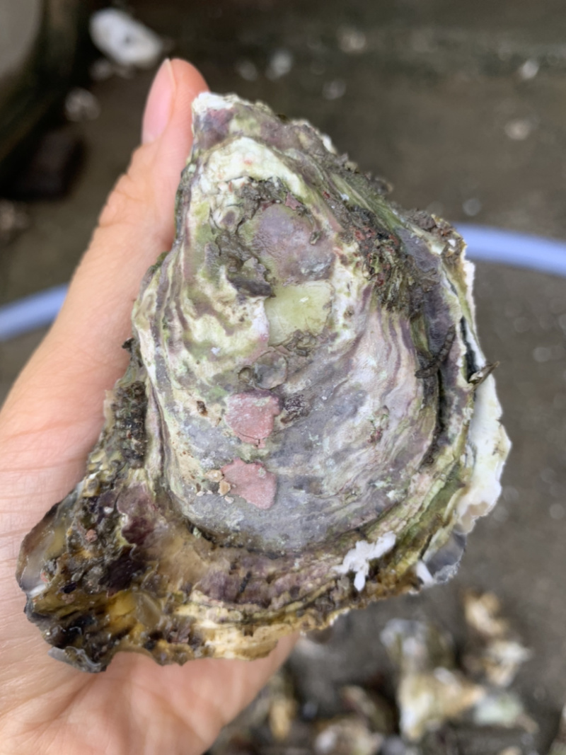 牡蛎人工养殖鲜活牡蛎，当天上货当天出