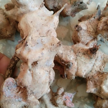 金刚刺鲜货，金刚刺干片统货，每袋80斤，价格实惠！