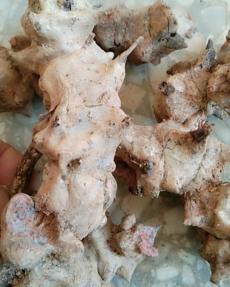 金刚刺鲜货，金刚刺干片统货，每袋80斤，价格实惠！