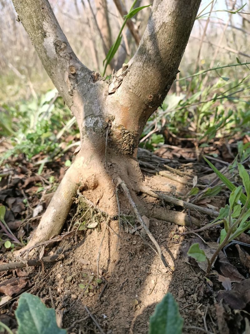 江苏紫薇盆景素材提根紫薇根系发达耐运输价优