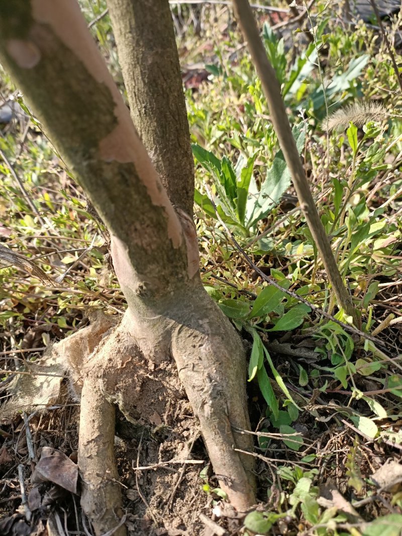 江苏紫薇盆景素材提根紫薇根系发达耐运输价优