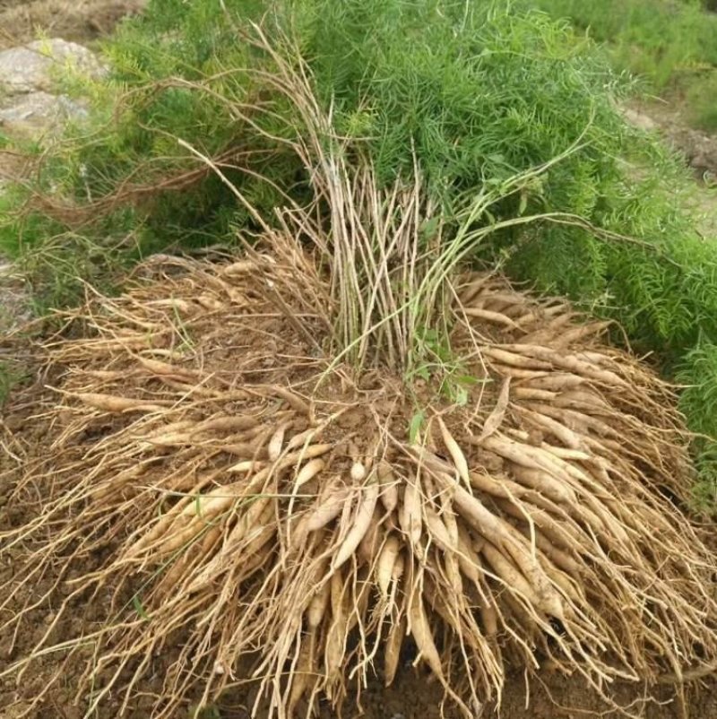 广西天冬苗产值高价格优惠包回收