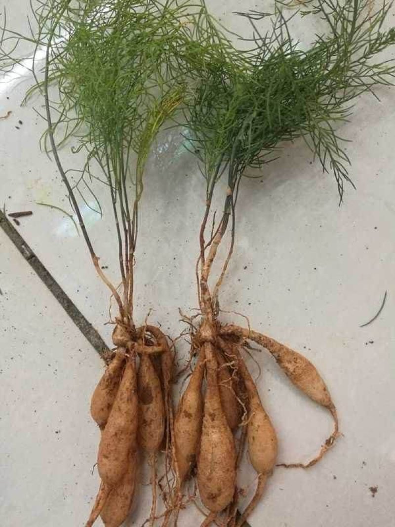广西天冬苗产值高价格优惠包回收