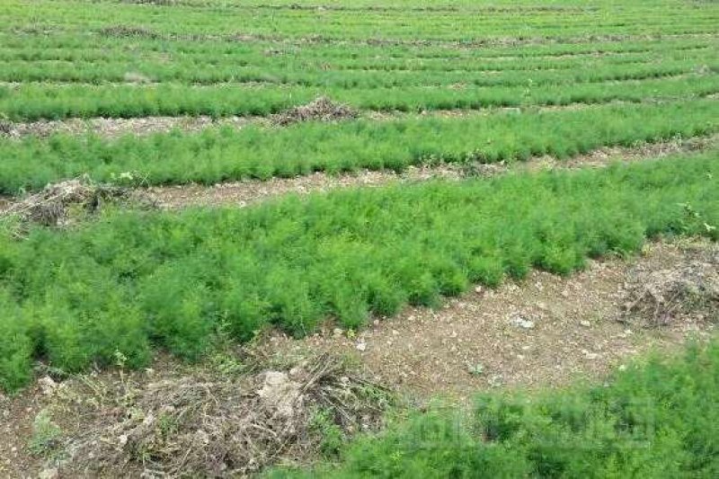 广西天冬苗产值高价格优惠包回收