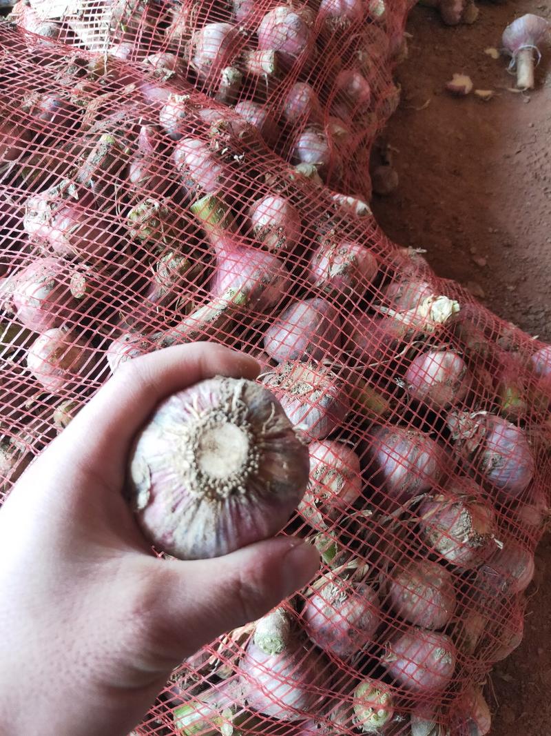 河南紫皮鲜蒜开始上市，蒜头，把子蒜，扒皮蒜，供应电商市场