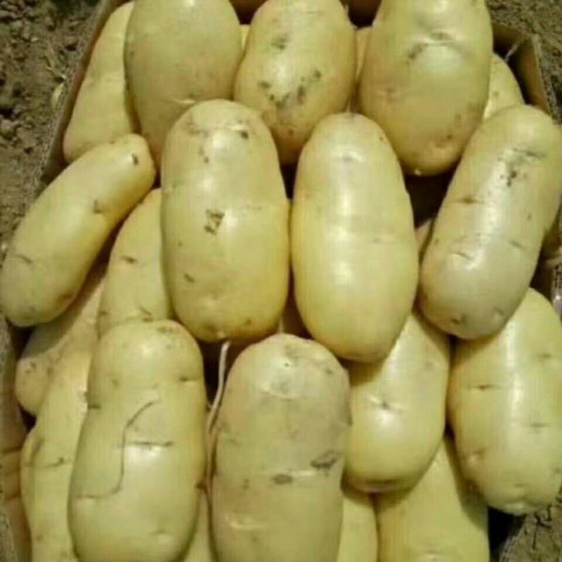 土豆