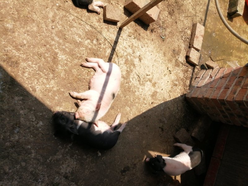 乡下农村自家母猪生的本地土猪猪苗，优质土猪苗