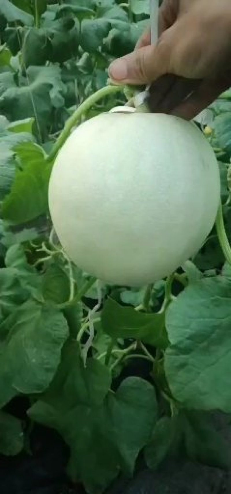 山东莘县玉姑洋相瓜甜瓜大量上市
