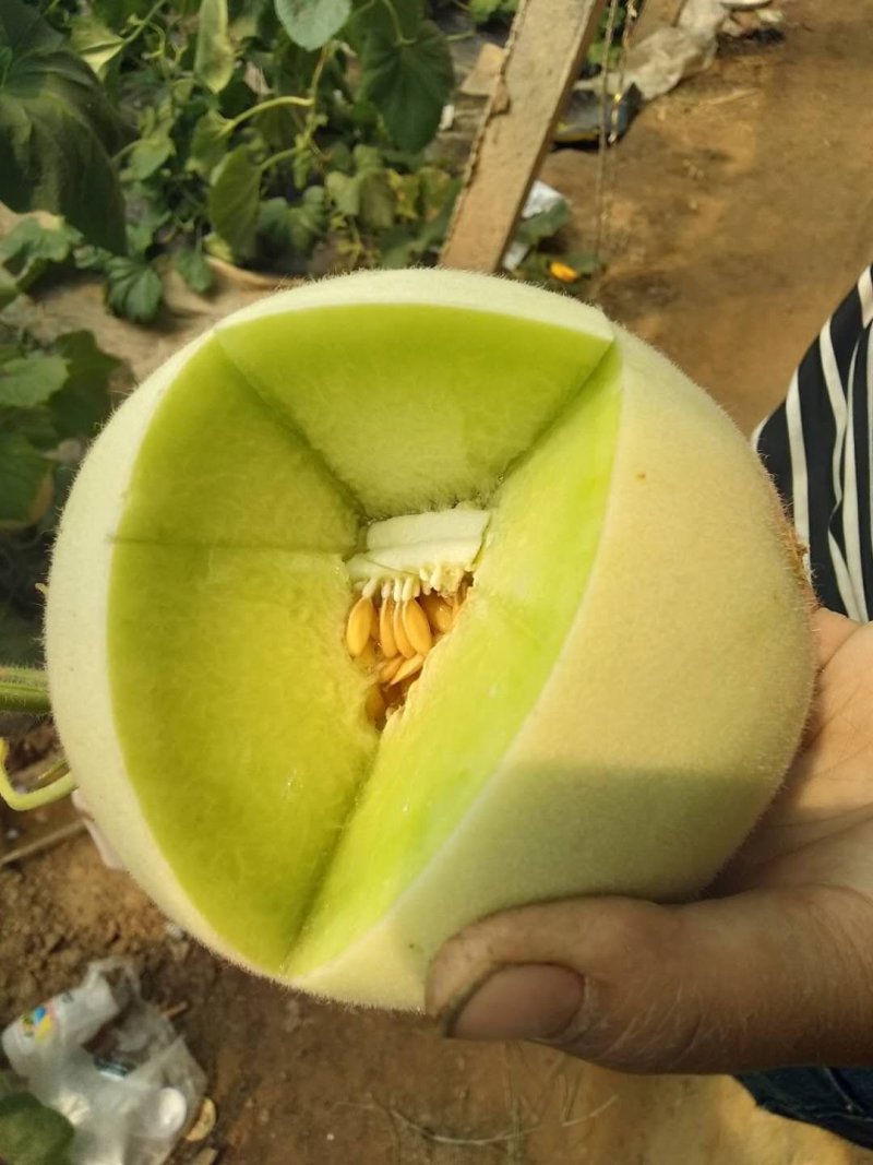 山东莘县玉姑洋相瓜甜瓜大量上市