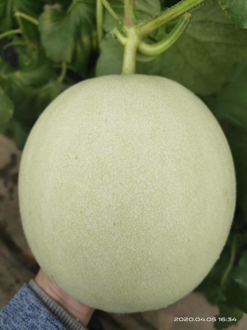 山东莘县玉姑洋相瓜甜瓜大量上市