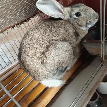 比利时种兔公羊兔长毛兔