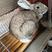 比利时种兔公羊兔长毛兔