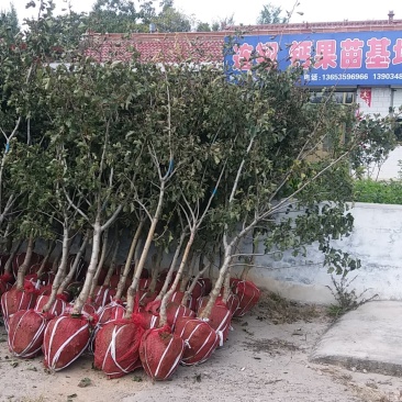 梨树苗2年的，2公分3公分4公分的也有桃树樱桃树苗