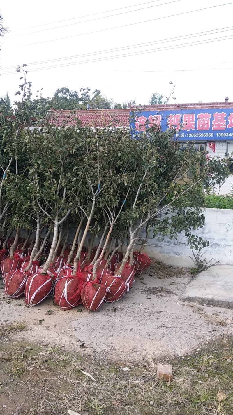 梨树苗2年的，2公分3公分4公分的也有桃树樱桃树苗