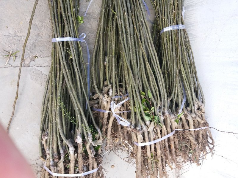 梨树苗2年的，2公分3公分4公分的也有桃树樱桃树苗