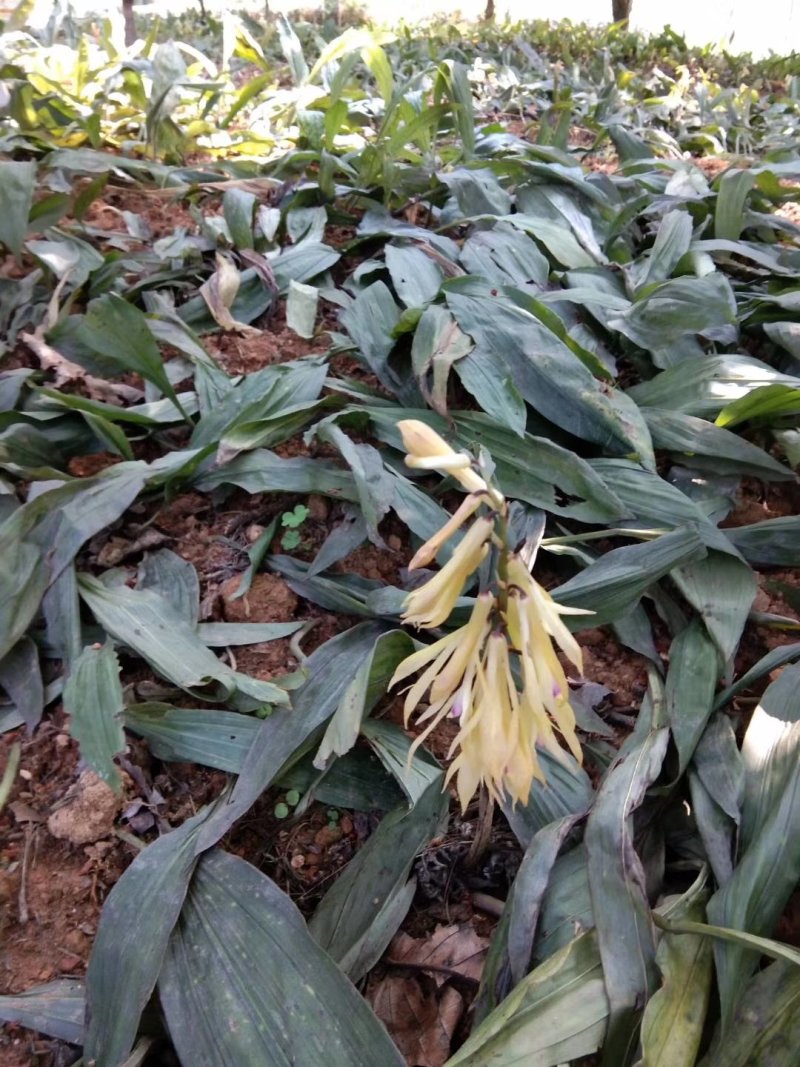 毛慈姑种苗