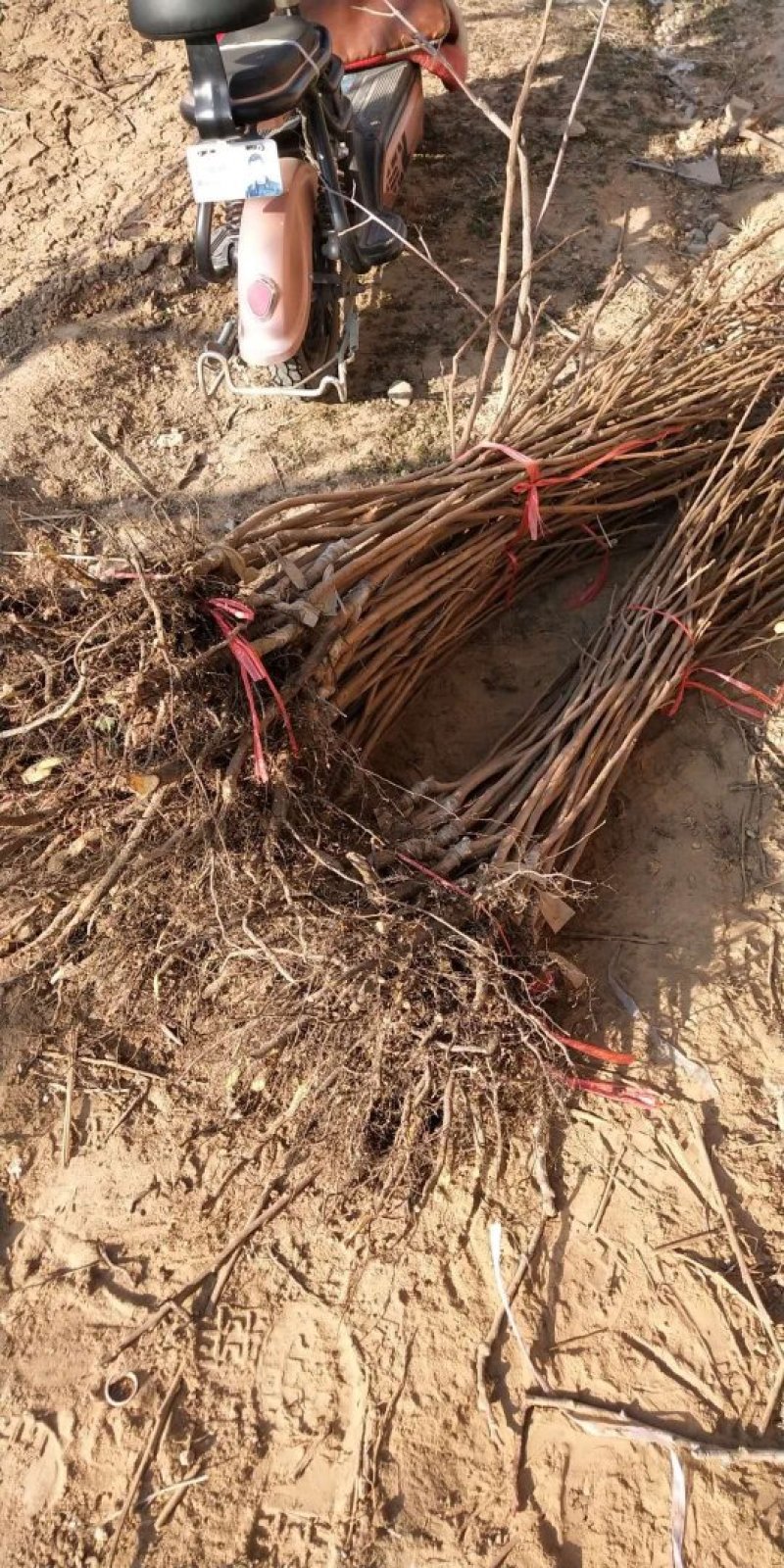 柿子苗价格=甜柿子苗基地～云南柿子苗柿子苗基地销售
