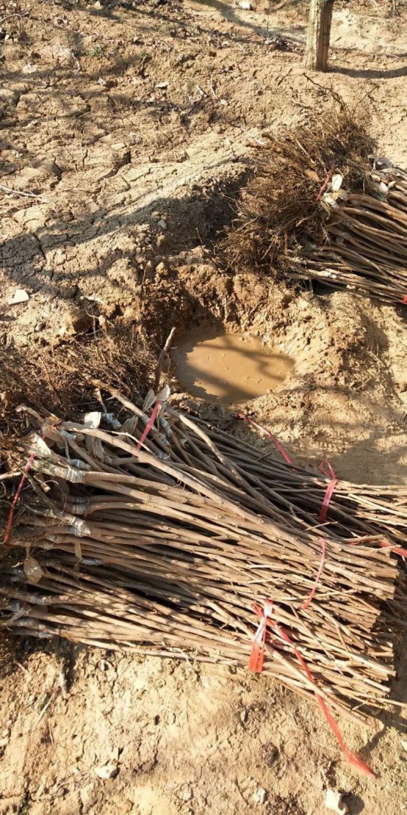 柿子苗价格=甜柿子苗基地～云南柿子苗柿子苗基地销售