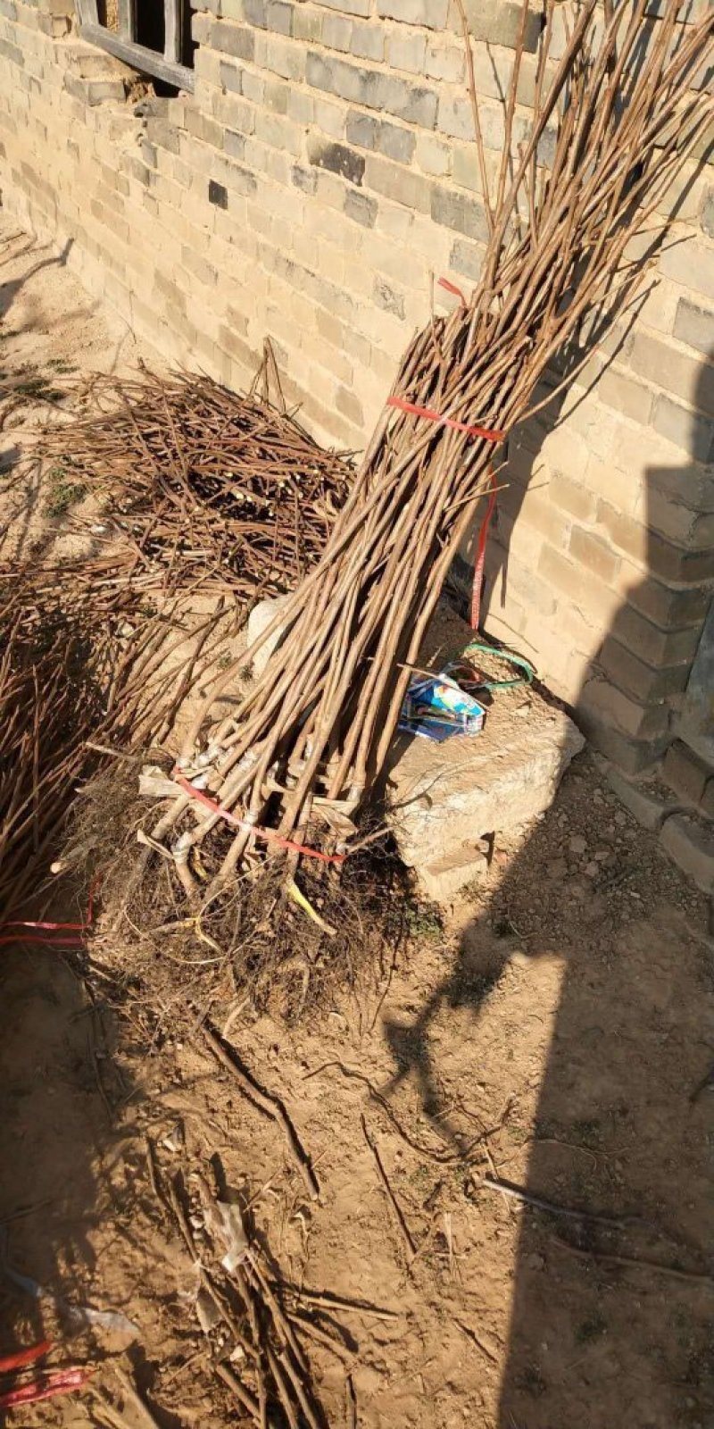 柿子苗价格=甜柿子苗基地～云南柿子苗柿子苗基地销售