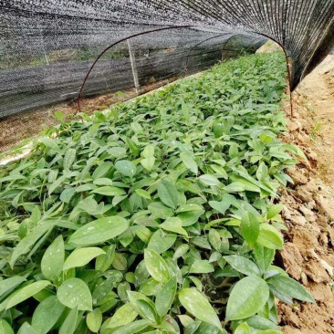 广西土茯苓苗杯苗零售批发价