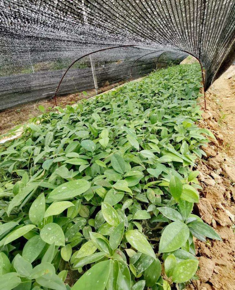 广西土茯苓苗杯苗零售批发价