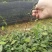 广西土茯苓苗杯苗零售批发价