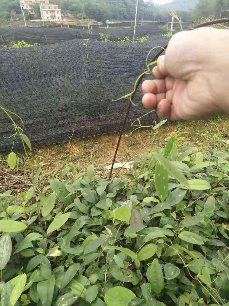 广西土茯苓苗杯苗零售批发价