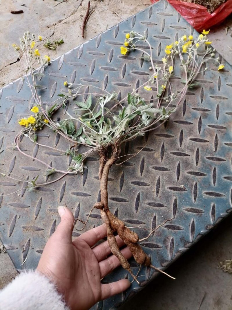 翻白草