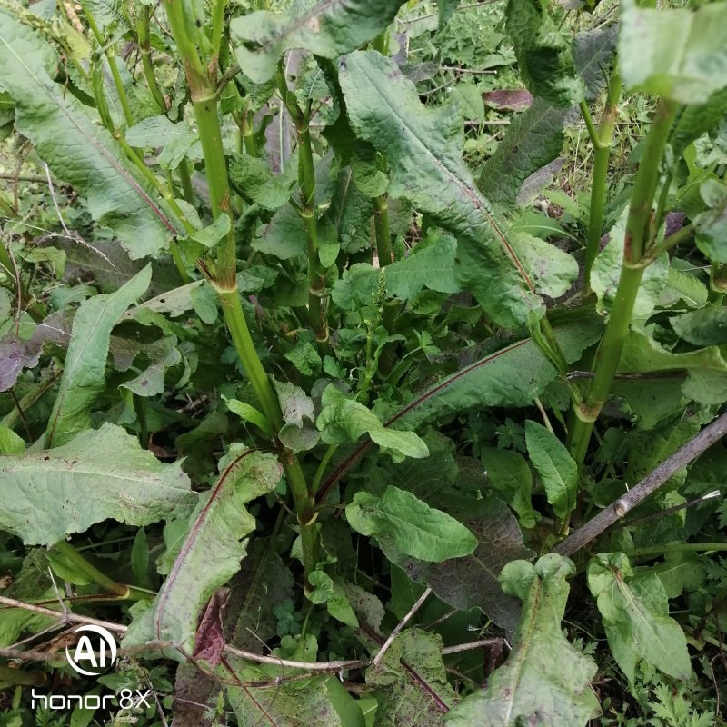 土大黄野生货，一手货源