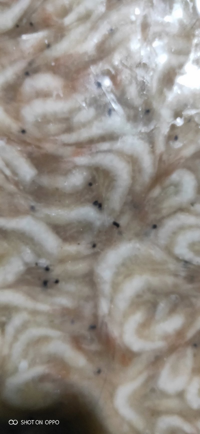 速冻白虾