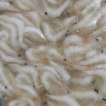速冻白虾