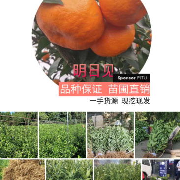 明日见柑橘苗成都发货假一赔十现挖现卖欢迎