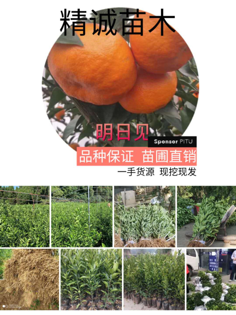 明日见柑橘苗成都发货假一赔十现挖现卖欢迎