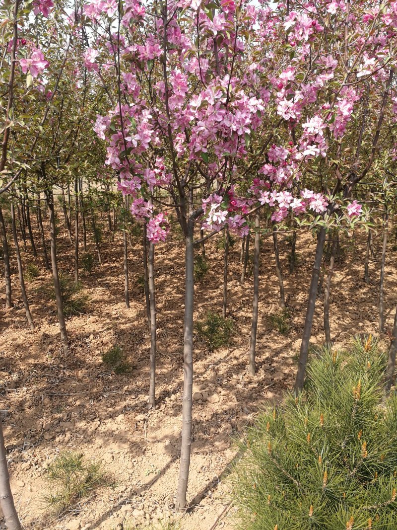 红宝石海棠，4公分红宝石海棠，5公分，6公分红宝石，出售