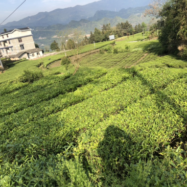 湖北恩施富硒龙井香茶