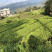 湖北恩施富硒龙井香茶