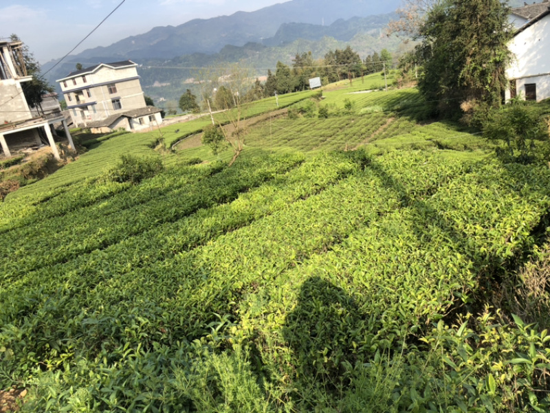 湖北恩施富硒龙井香茶
