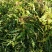 药用蒲公英野生全草