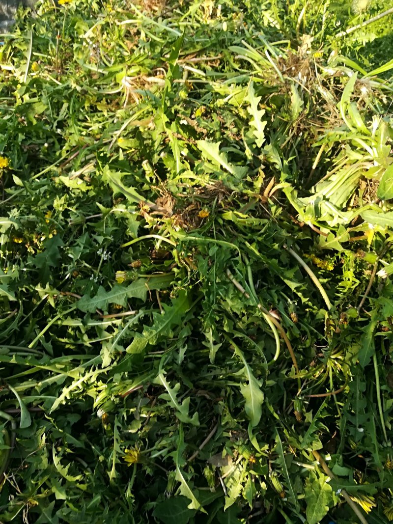 药用蒲公英野生全草