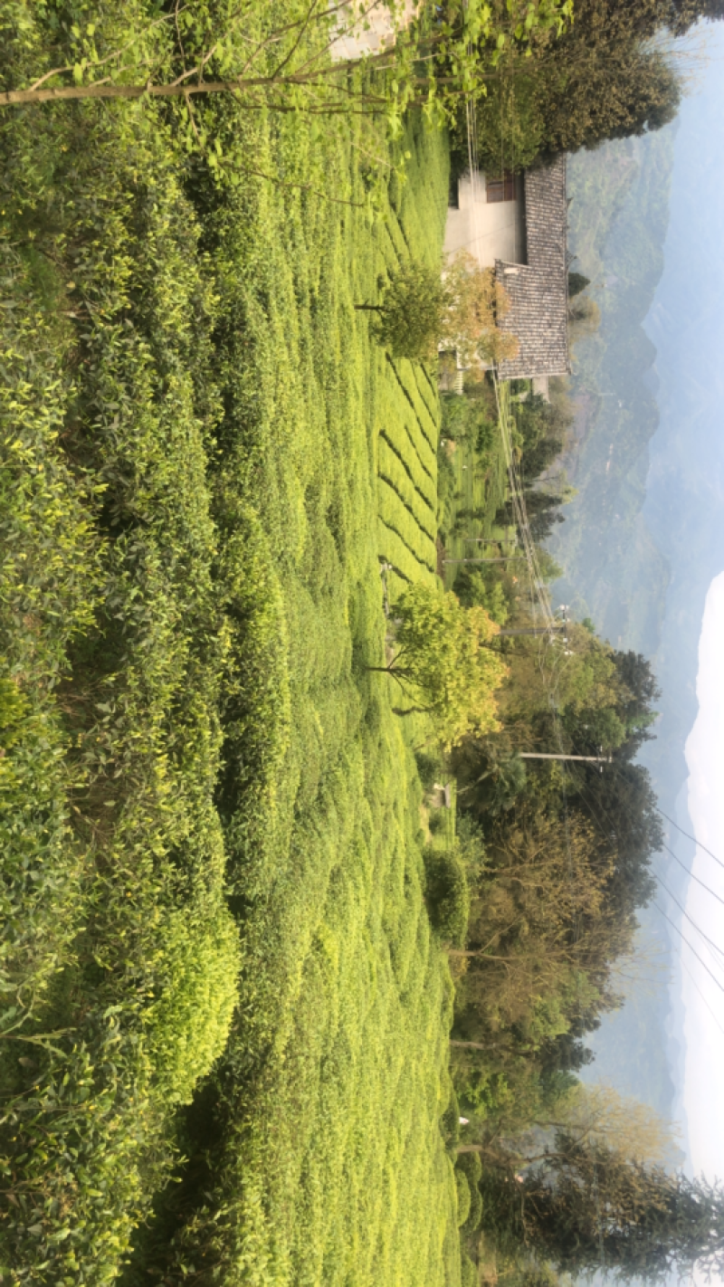 湖北恩施富硒龙井香茶