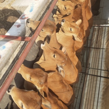 改良肉牛犊牛仔牛苗母牛黄牛种牛山东远洋牧业养殖场