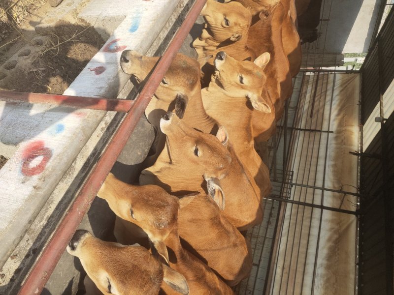 改良肉牛犊牛仔牛苗母牛黄牛种牛山东远洋牧业养殖场