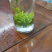 湖北恩施富硒龙井香茶