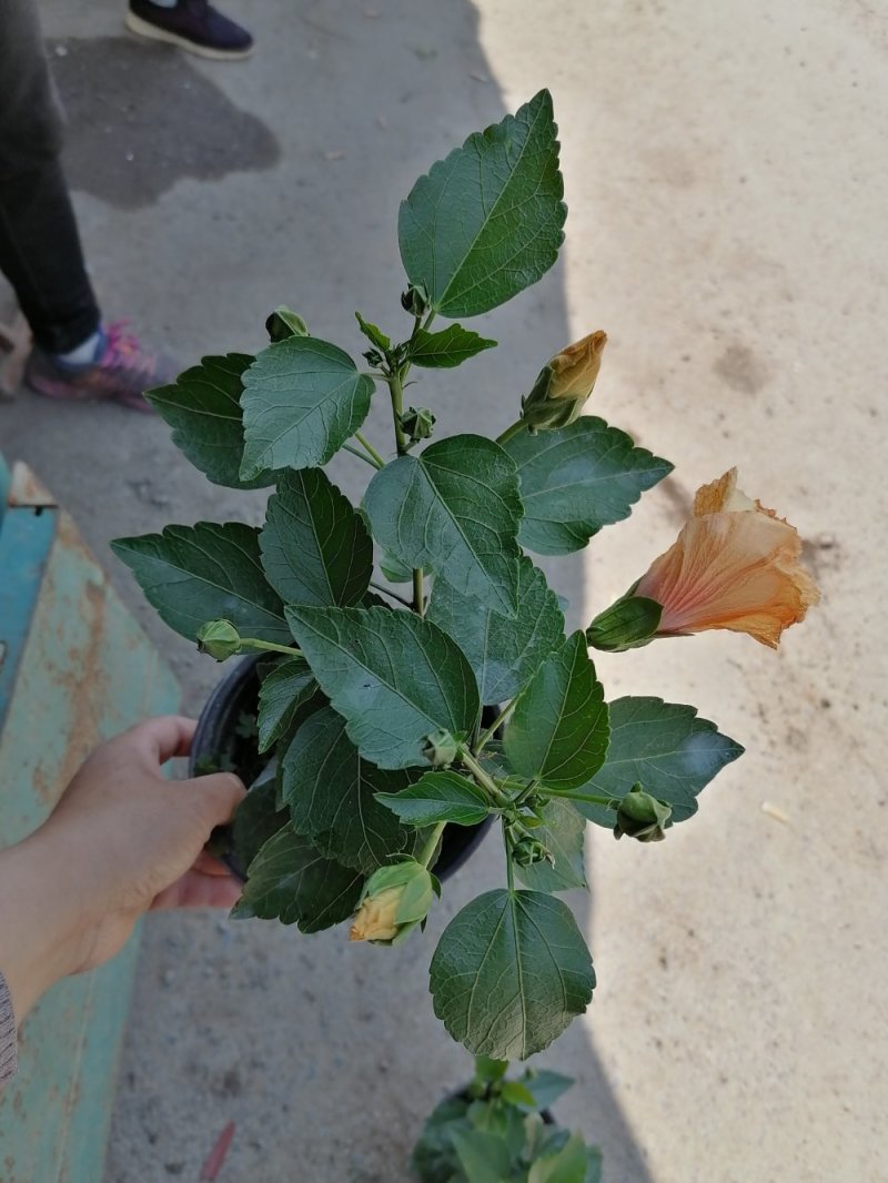 丹麦木槿，青州基地直发，颜色随机混色