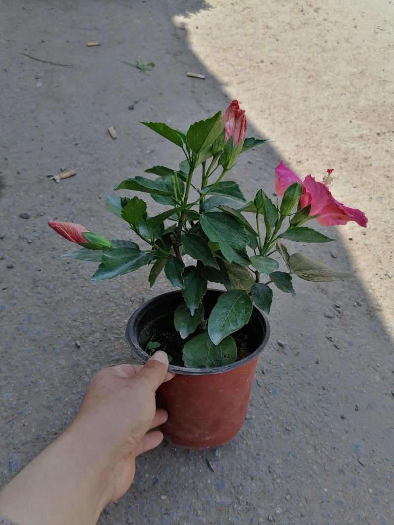 丹麦木槿，青州基地直发，颜色随机混色