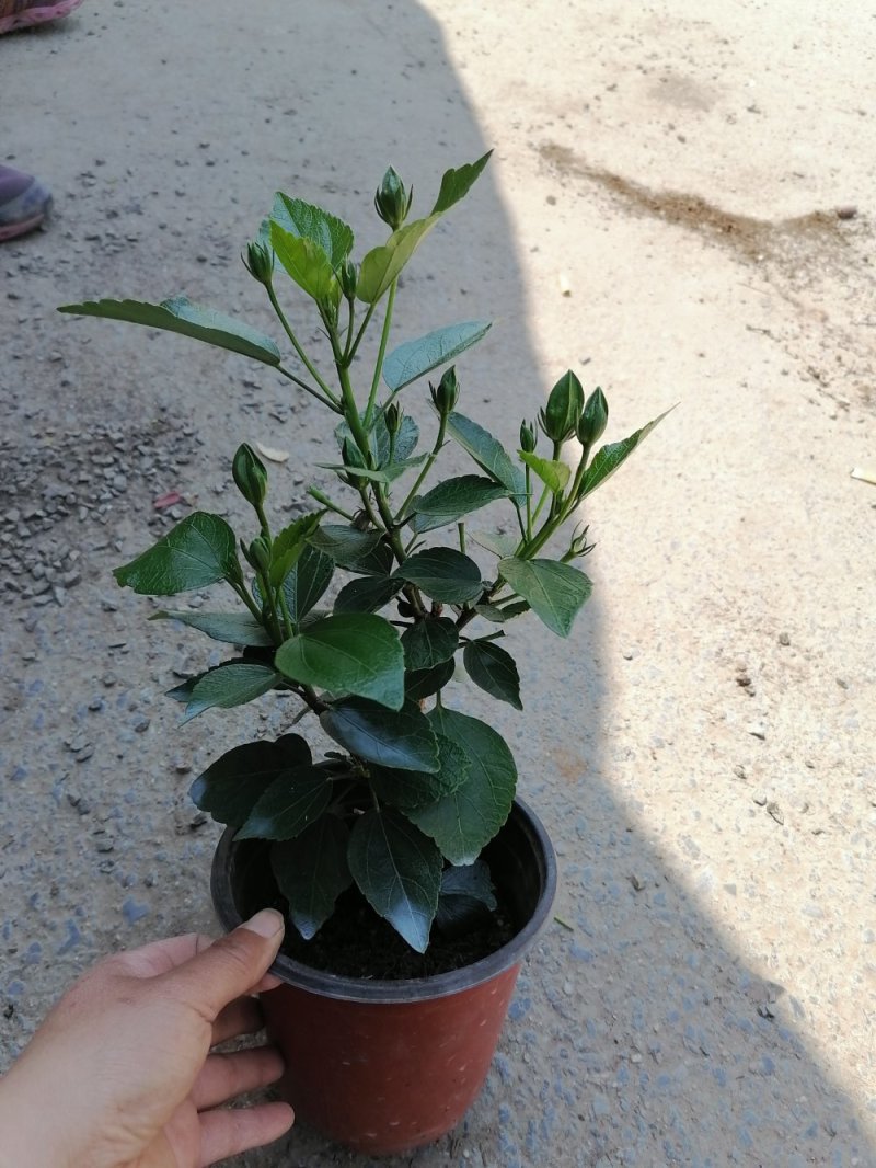 丹麦木槿，青州基地直发，颜色随机混色