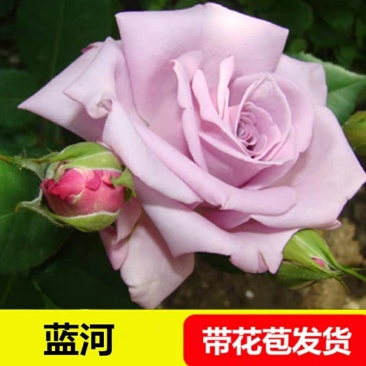 玛丽包品种包对版玫瑰月季苗花朵富贵牡丹气质灌木多花